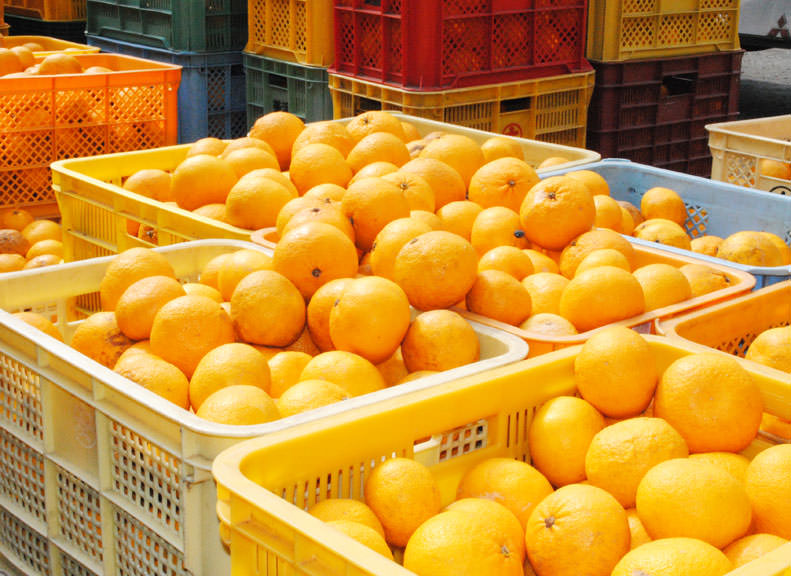 爽やかな香り広がる柑橘加工場を見学